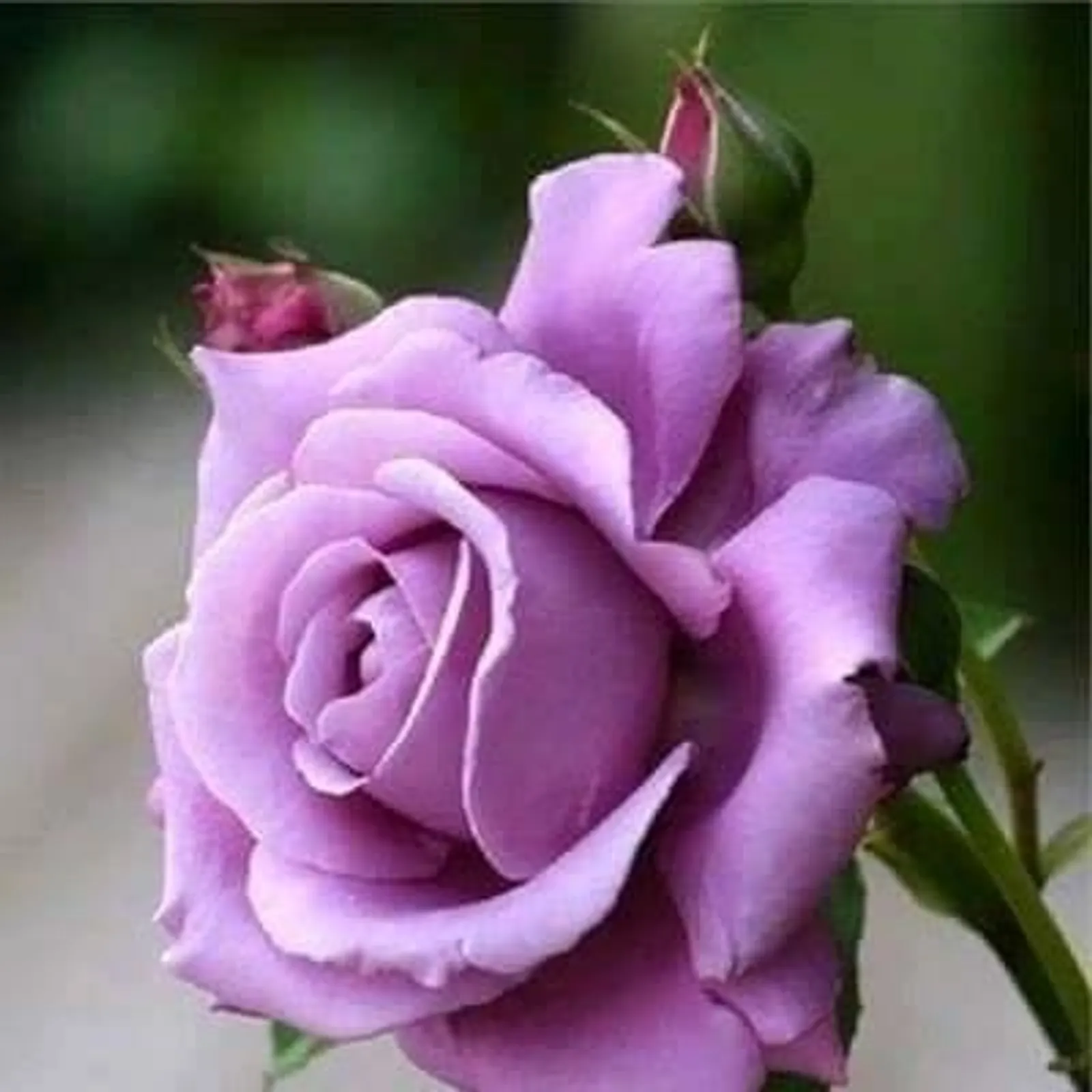e70f61d6-636c-11eb-8ebc-0242ac120032