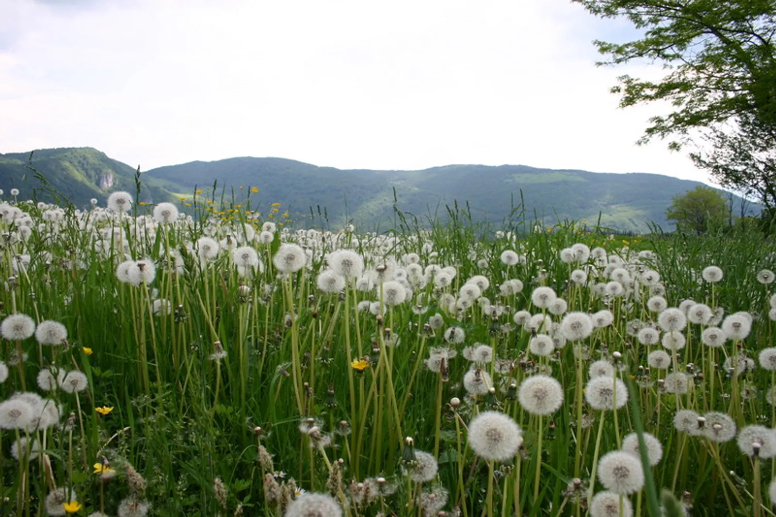 Livada maslačak-Autorska slika