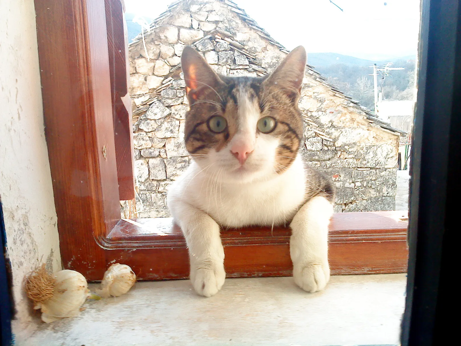 maca