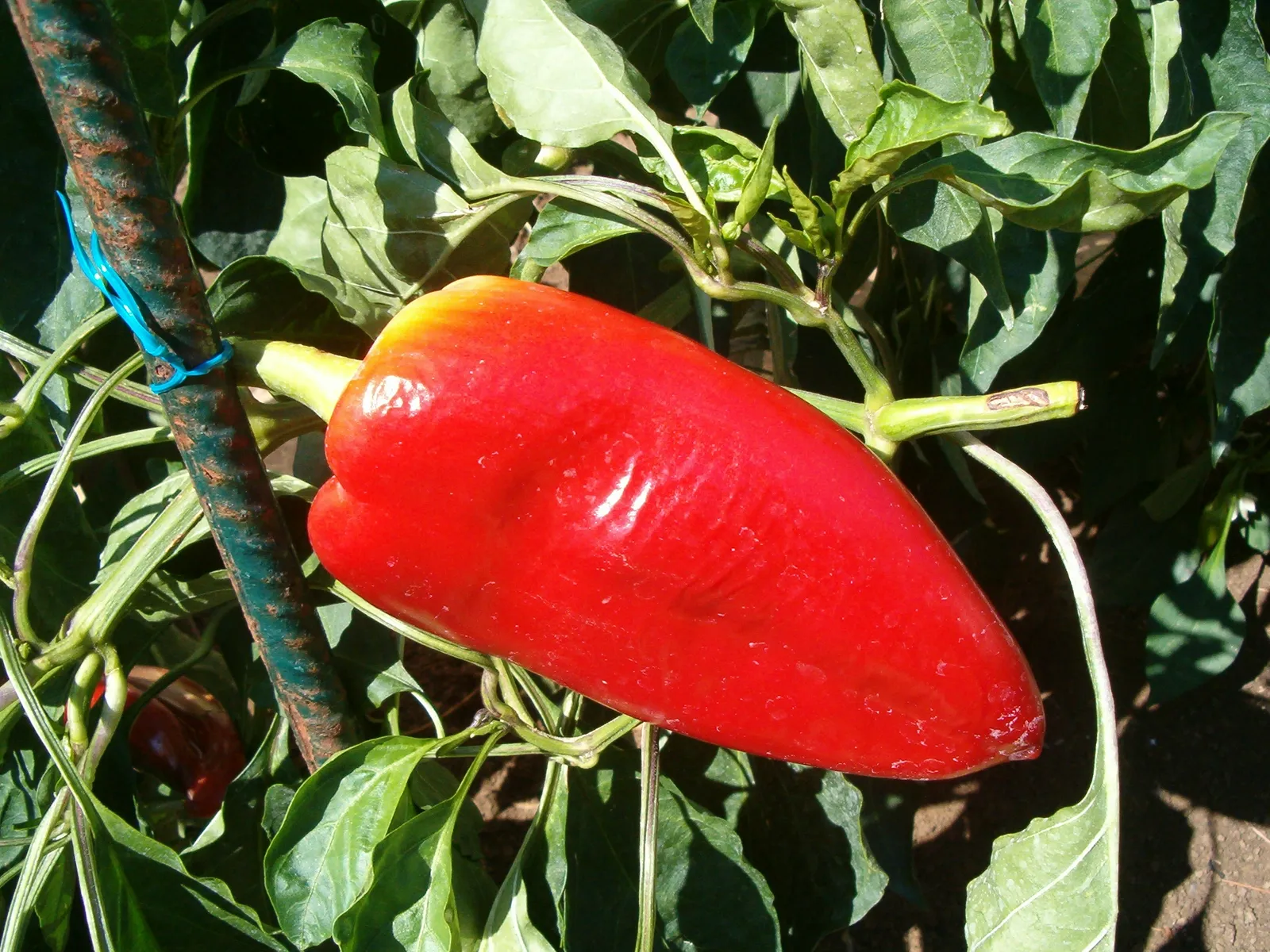 Paprika
