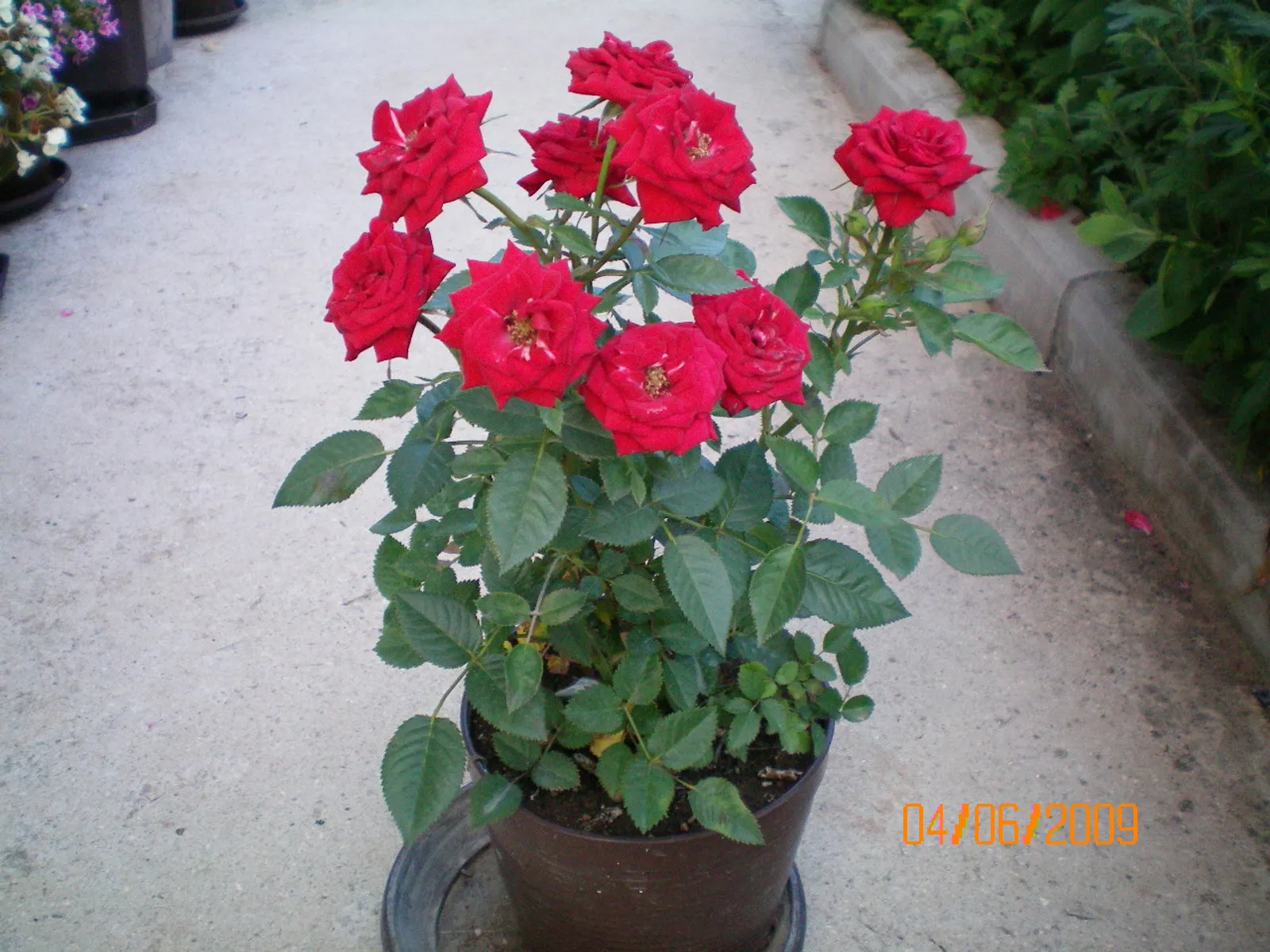 najdraza mini ruza