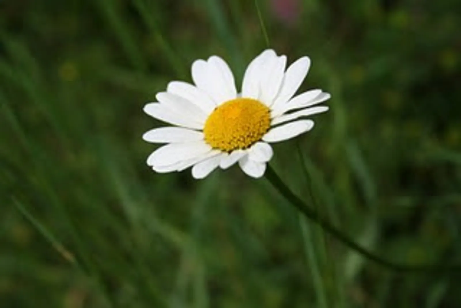 Image 827583 (auto)