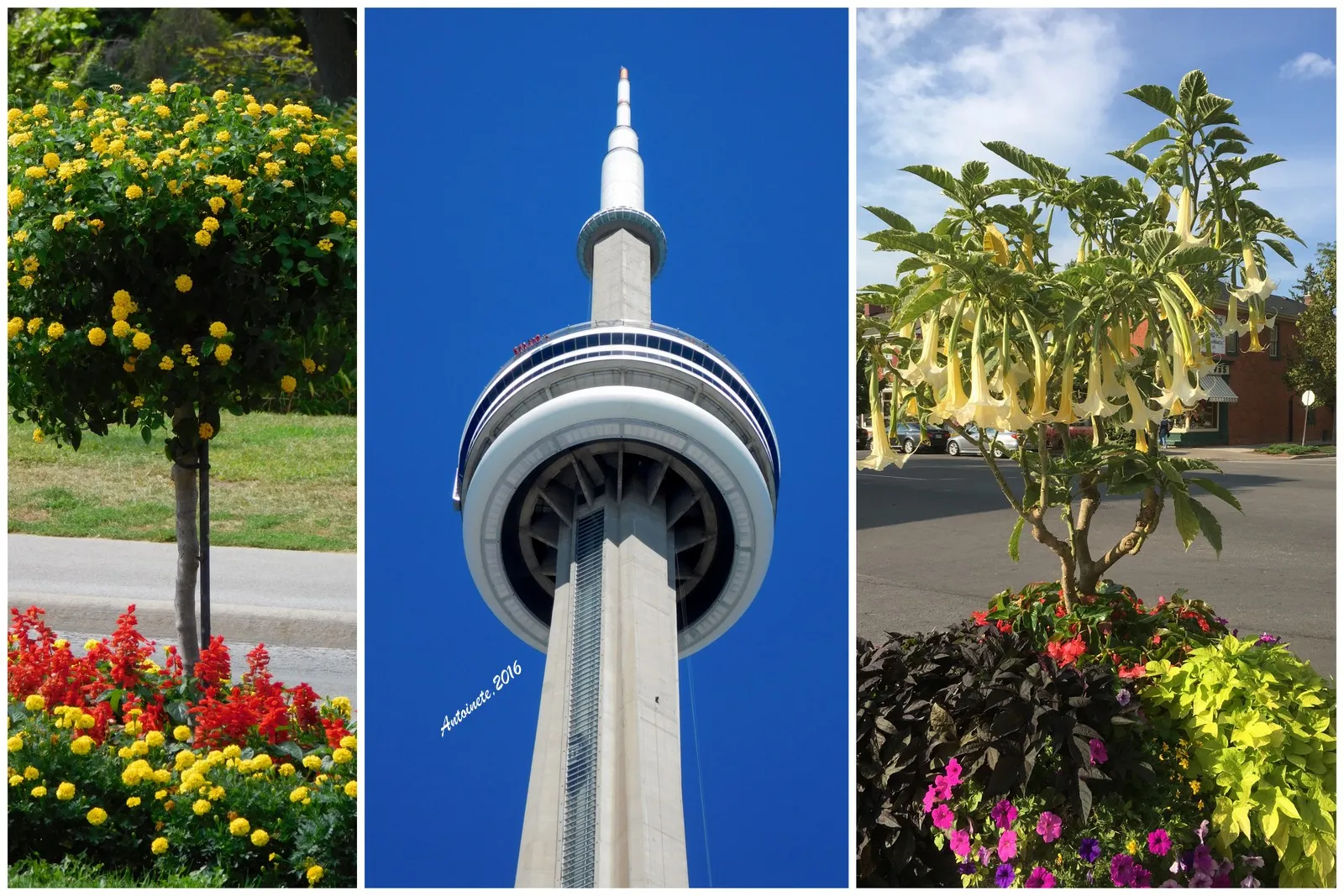 Toronto