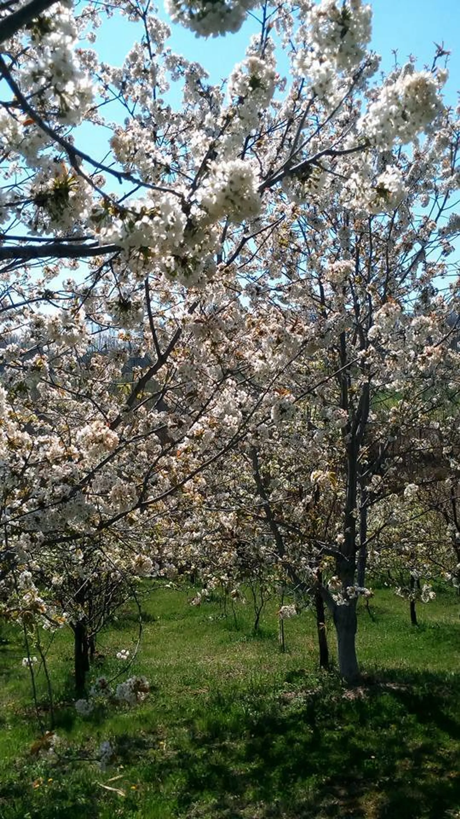 Image 2672175 (auto)