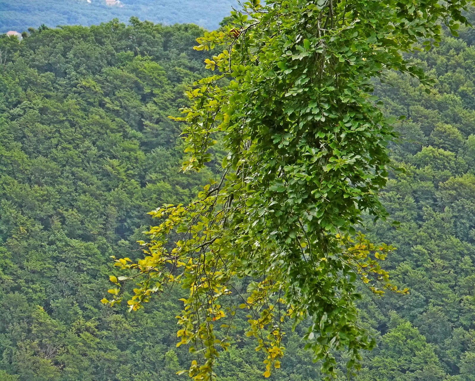 Šuma