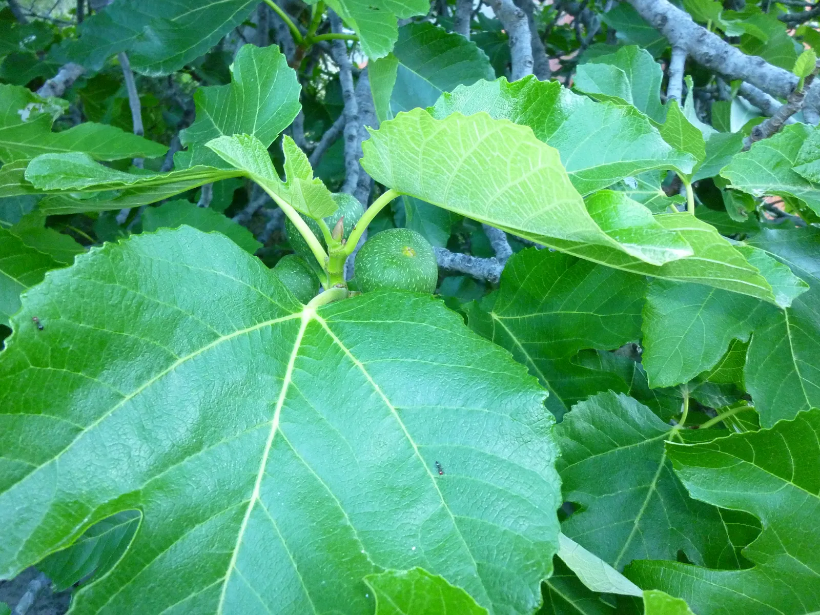 Smokva