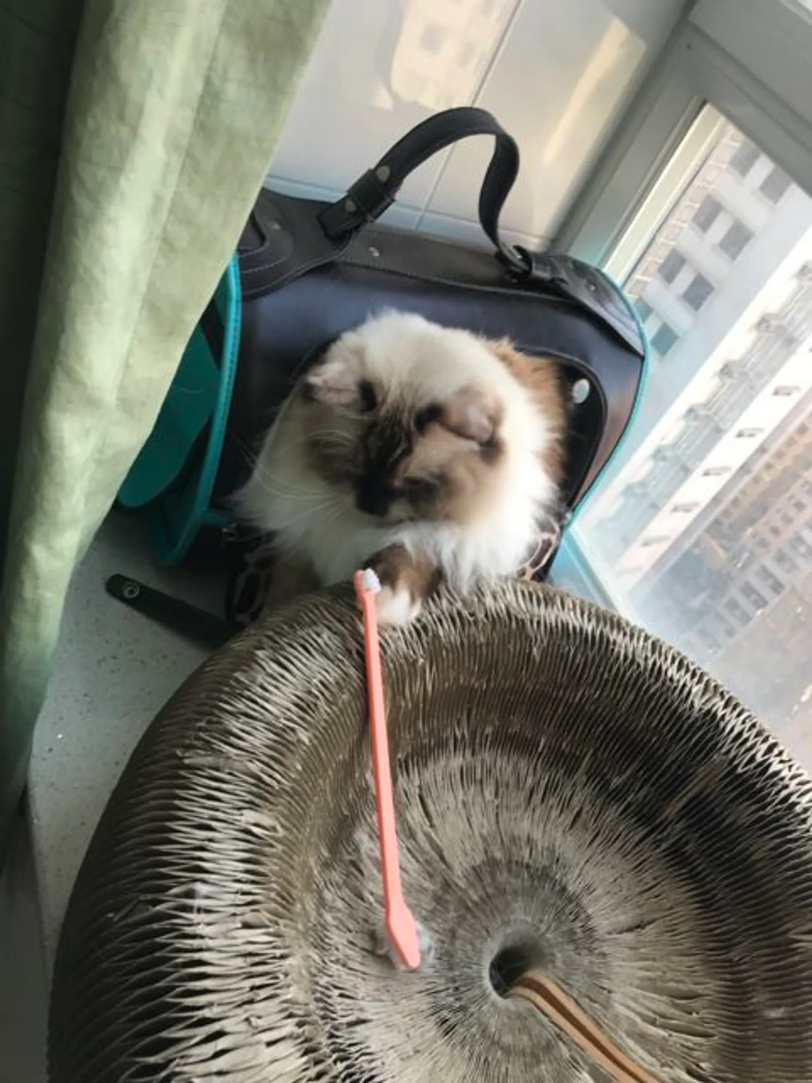 Leo