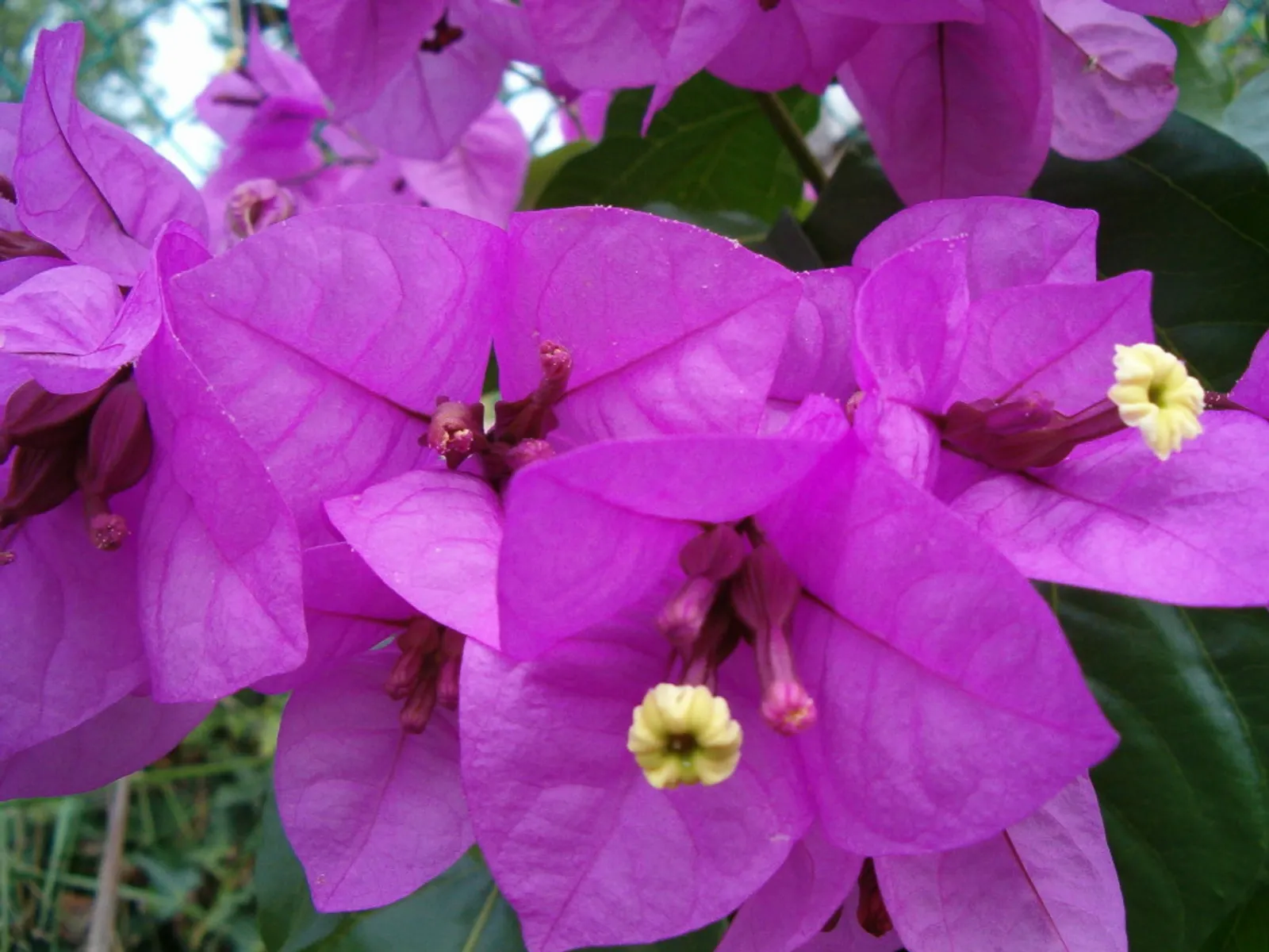 Buganvilea