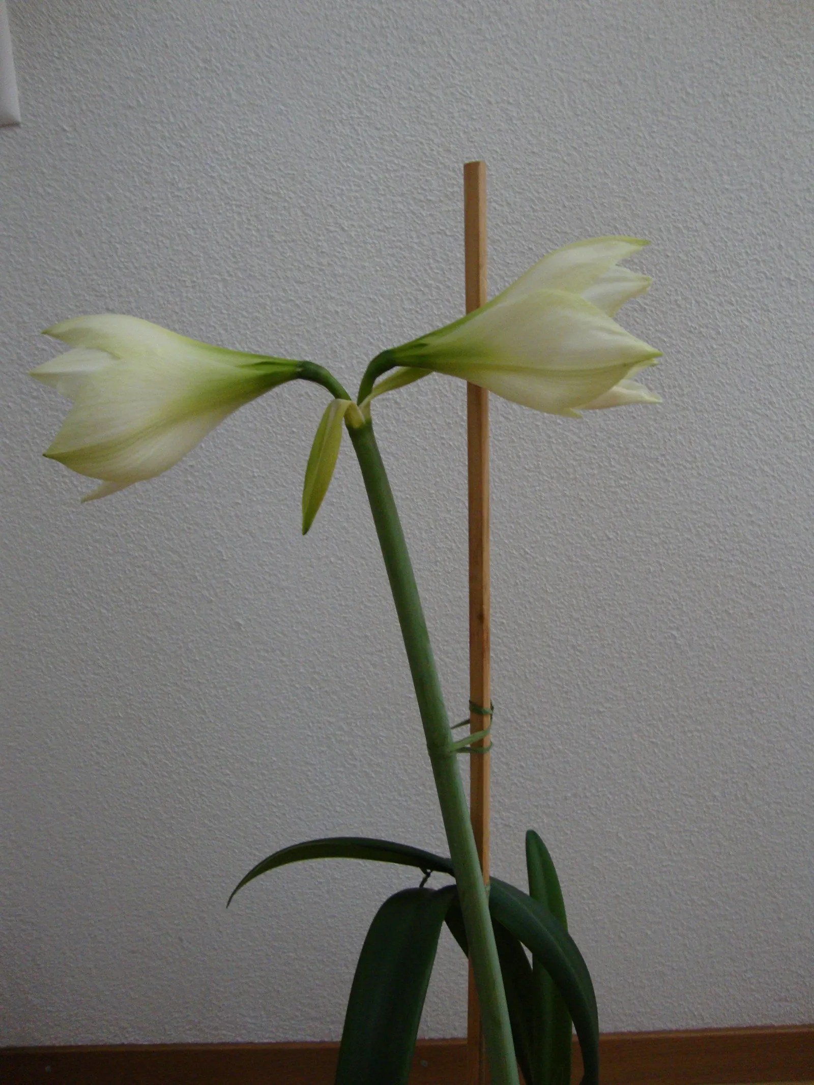 Amarilis