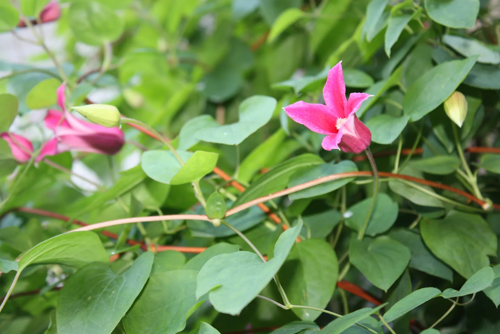 Clematis