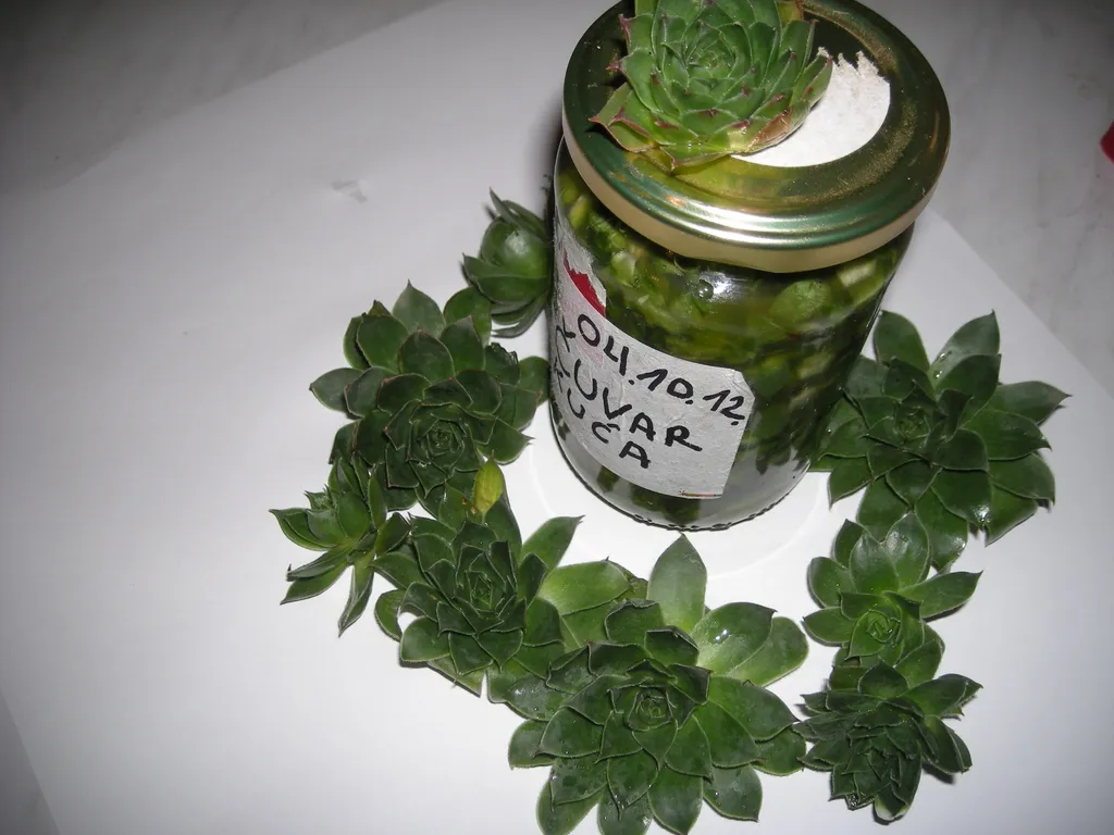 Dekorativna fotografija