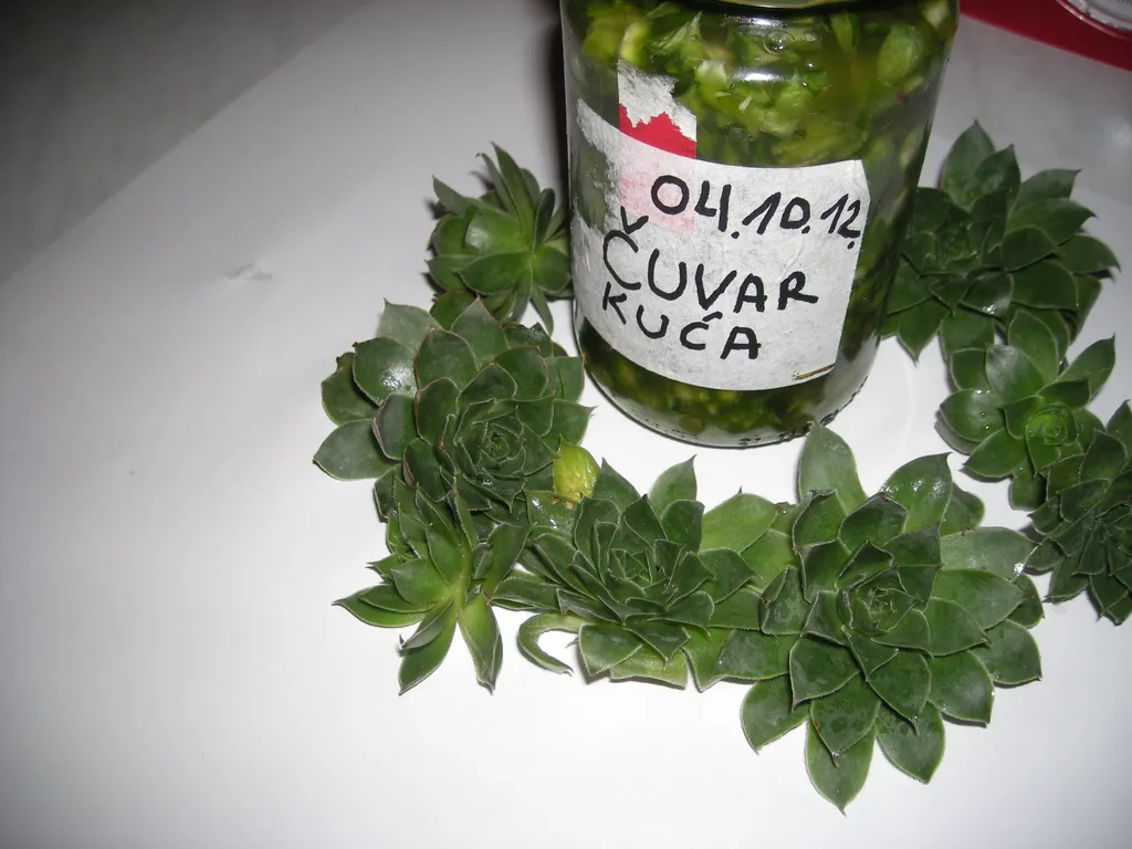 Dekorativna fotografija