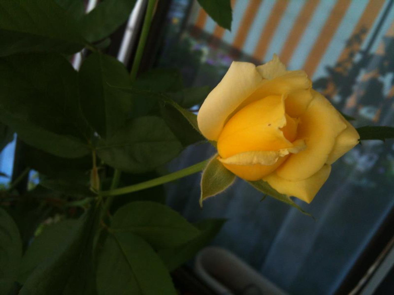 Image 1530585 (auto)
