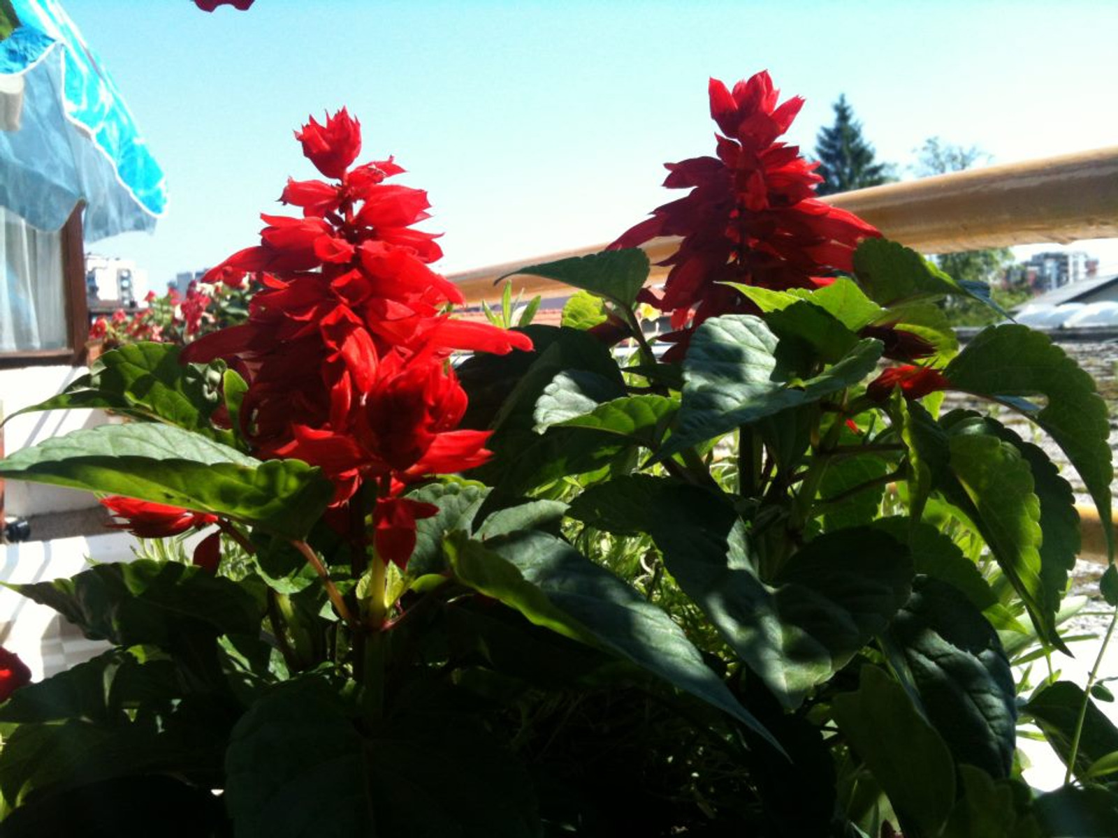 Image 1530627 (auto)
