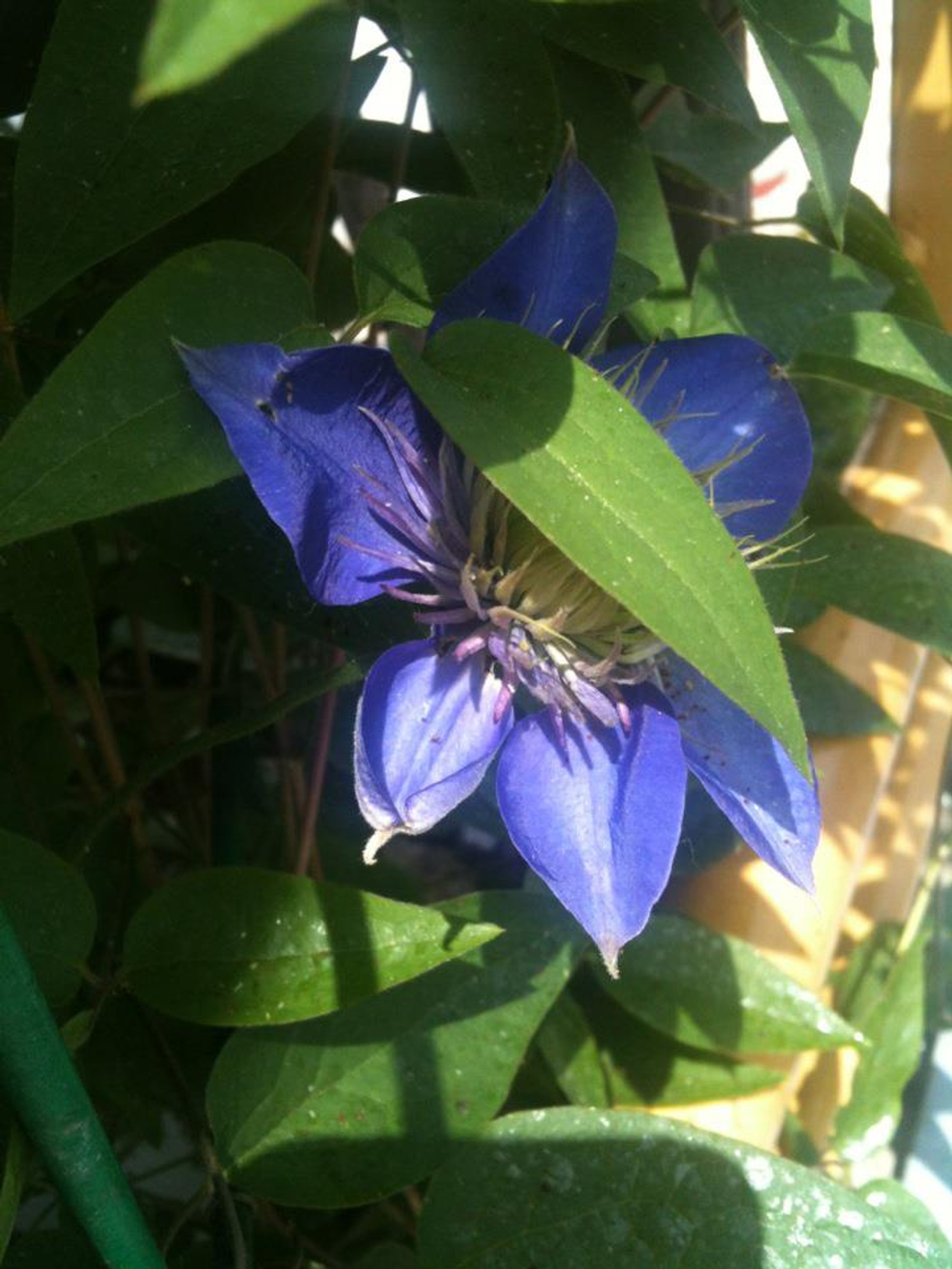 Image 1530643 (auto)