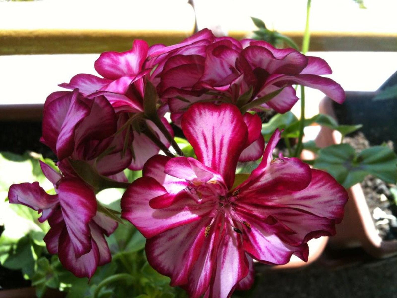Image 1530625 (auto)