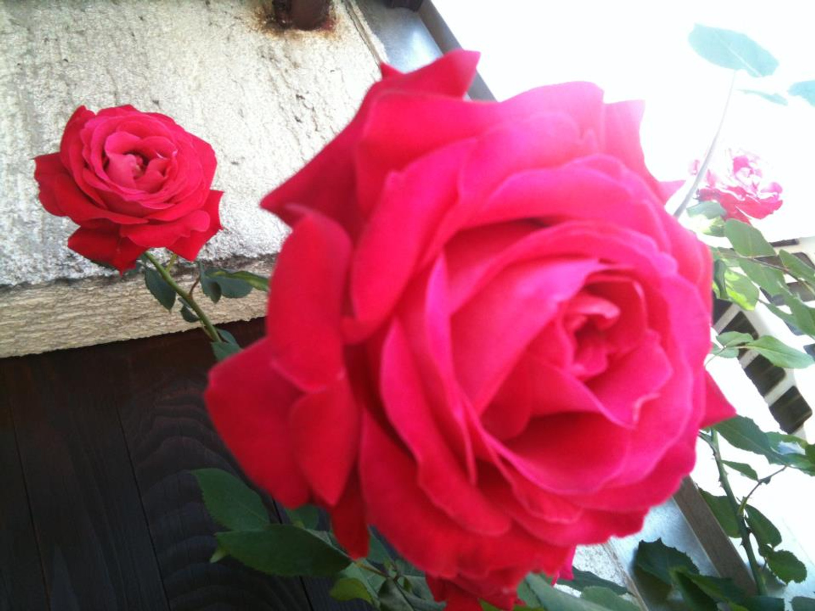 Image 1530587 (auto)