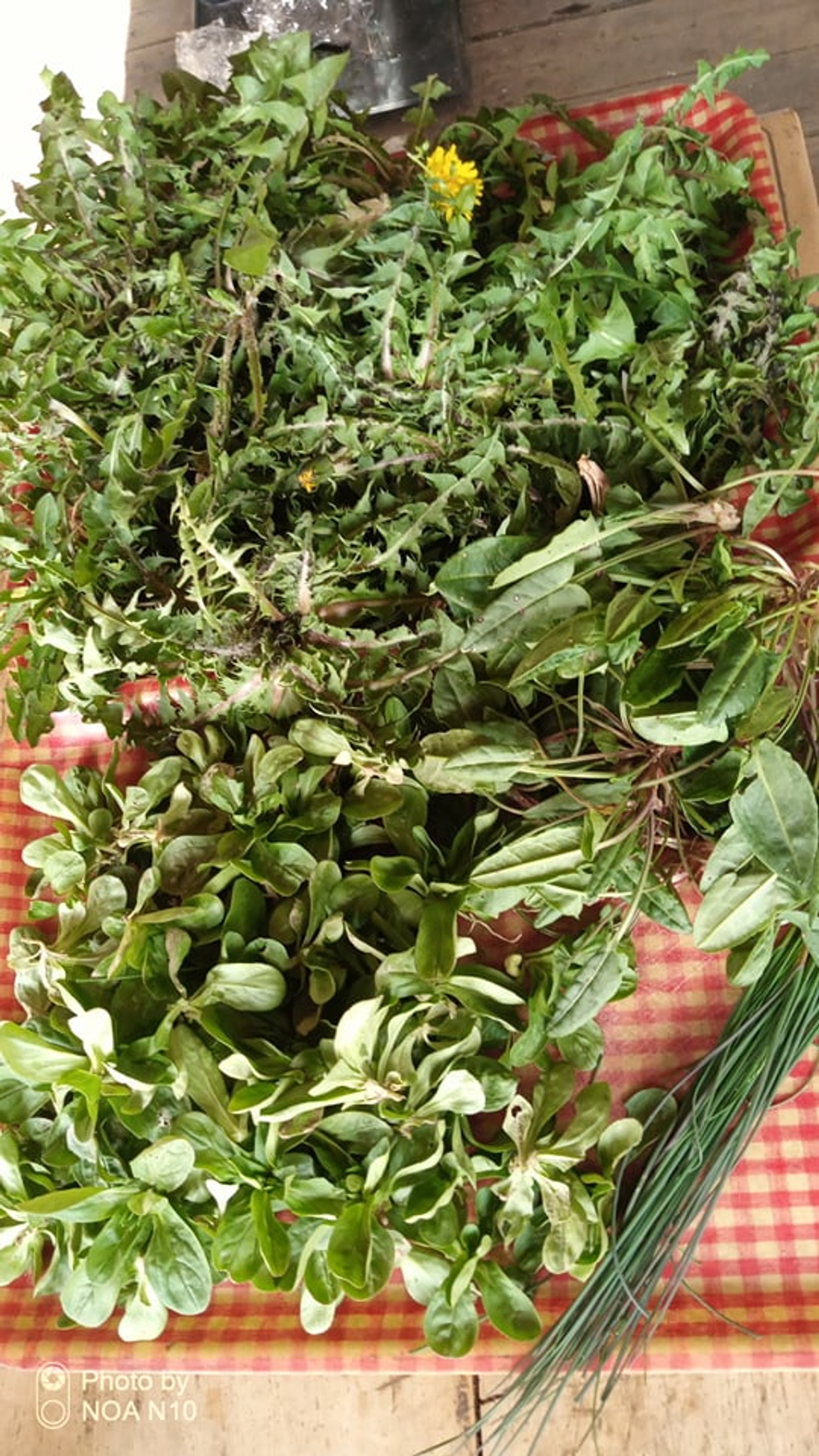 livadna salata.jpg
