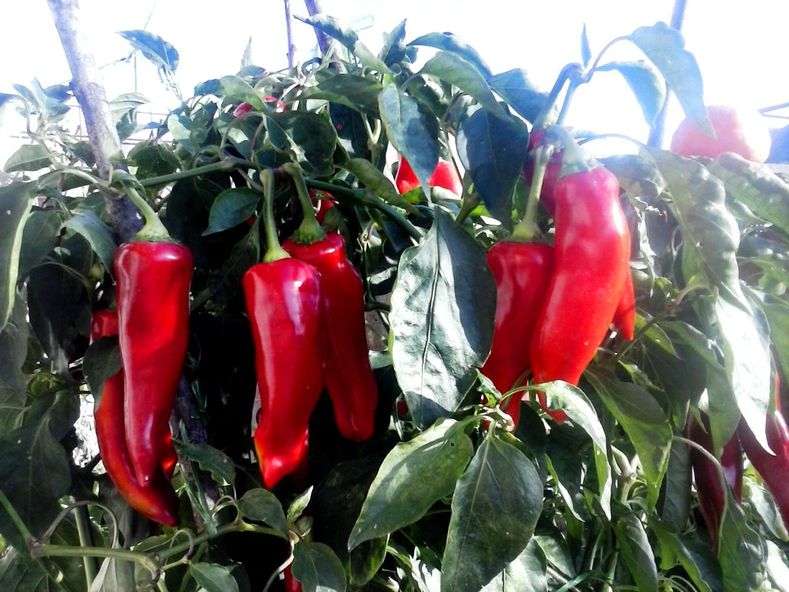 Paprika ekstra
