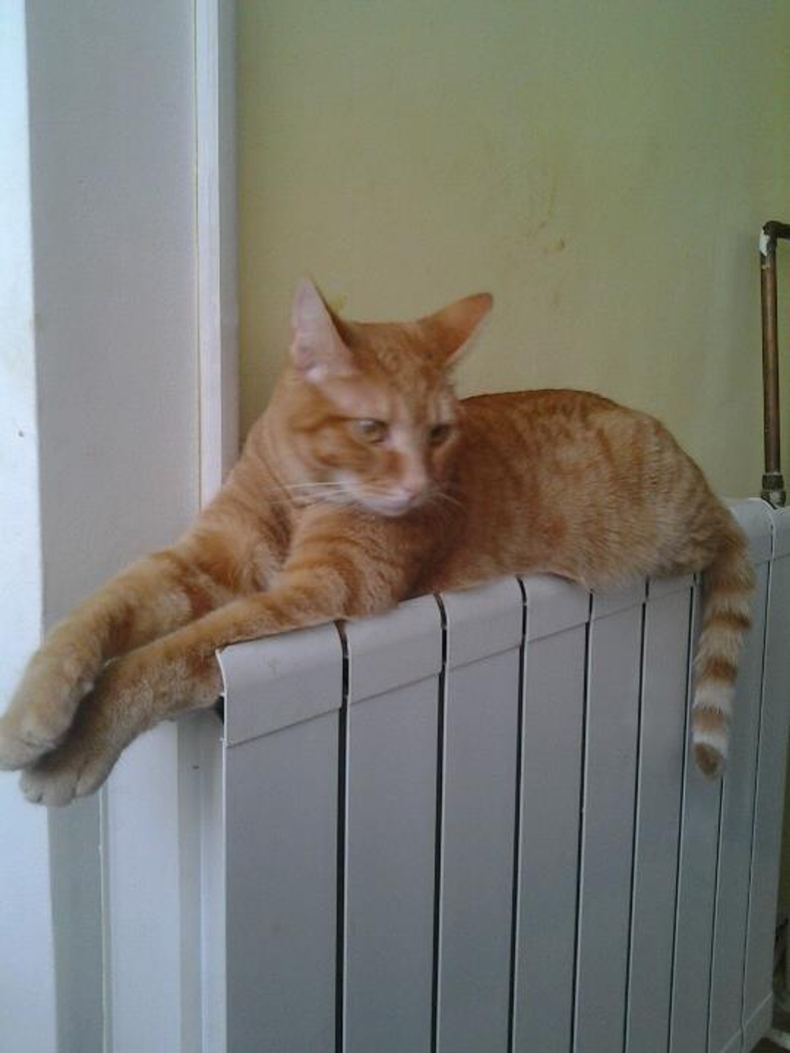 Garfi