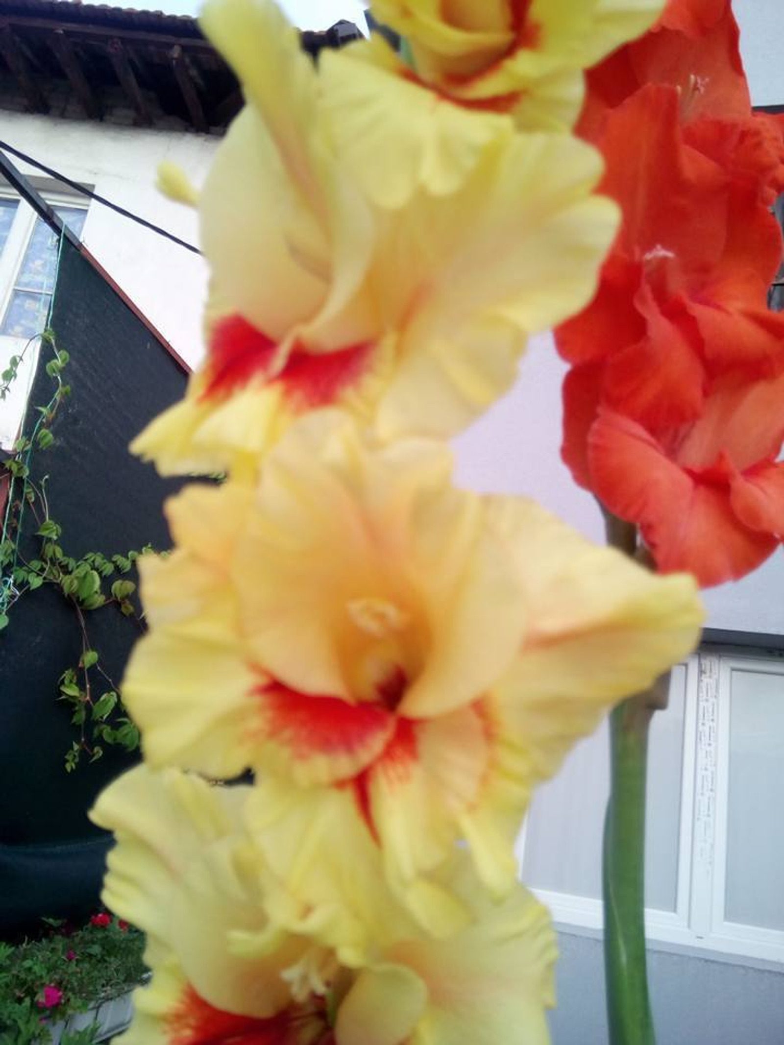 Moje gladiole
