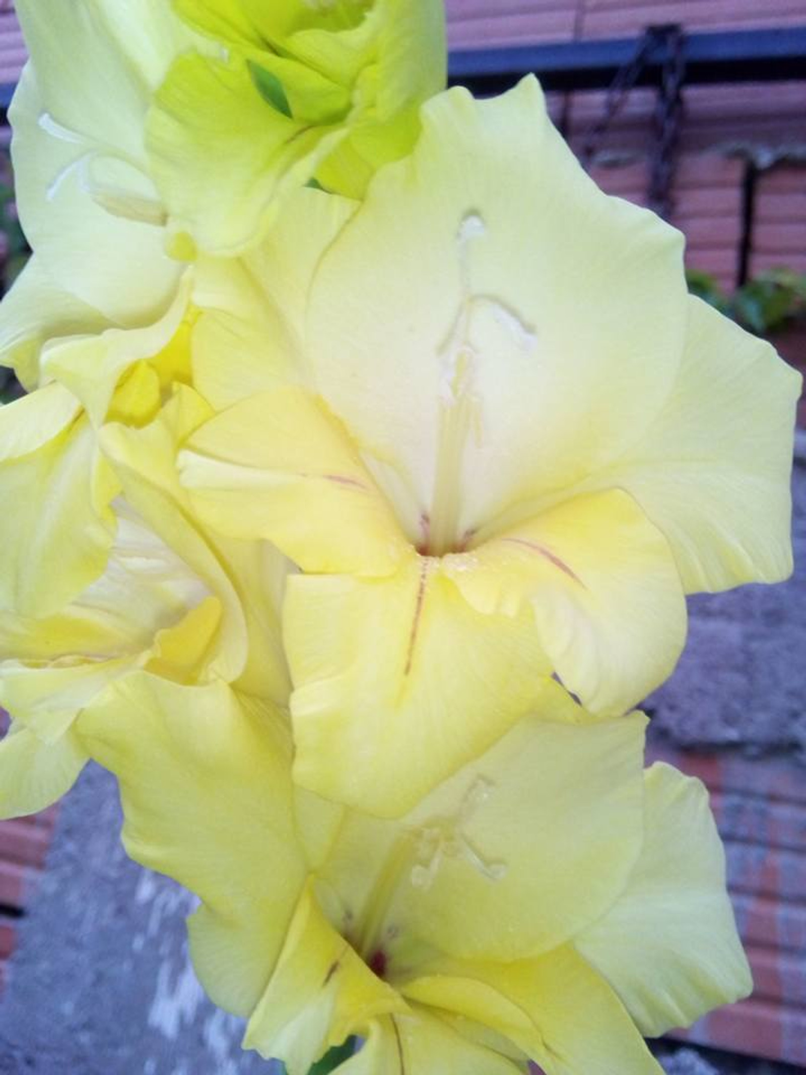 Moje gladiole