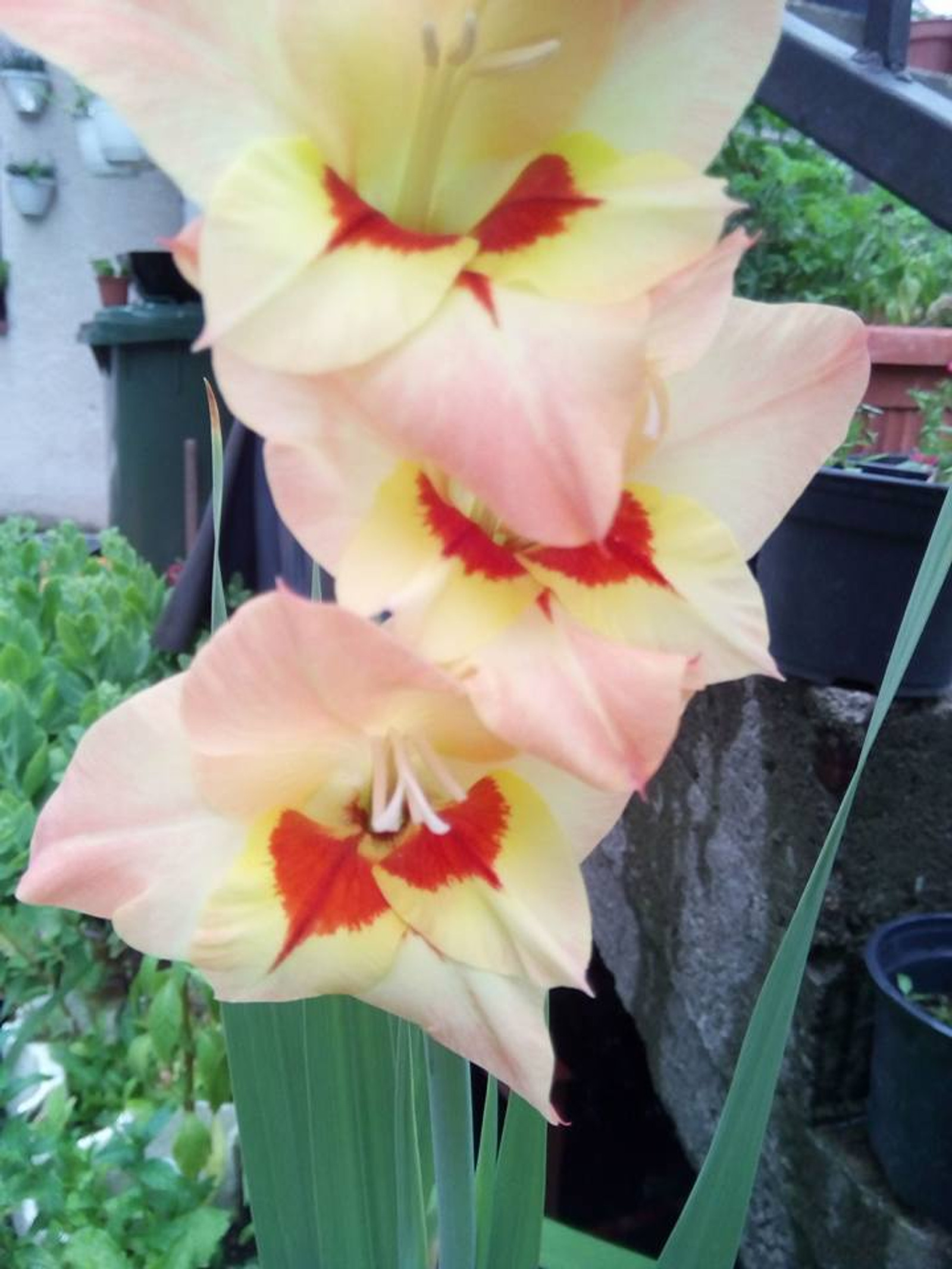Moje gladiole