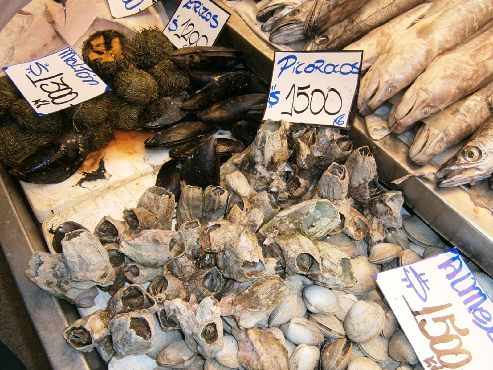 Picoroco (skoljka)