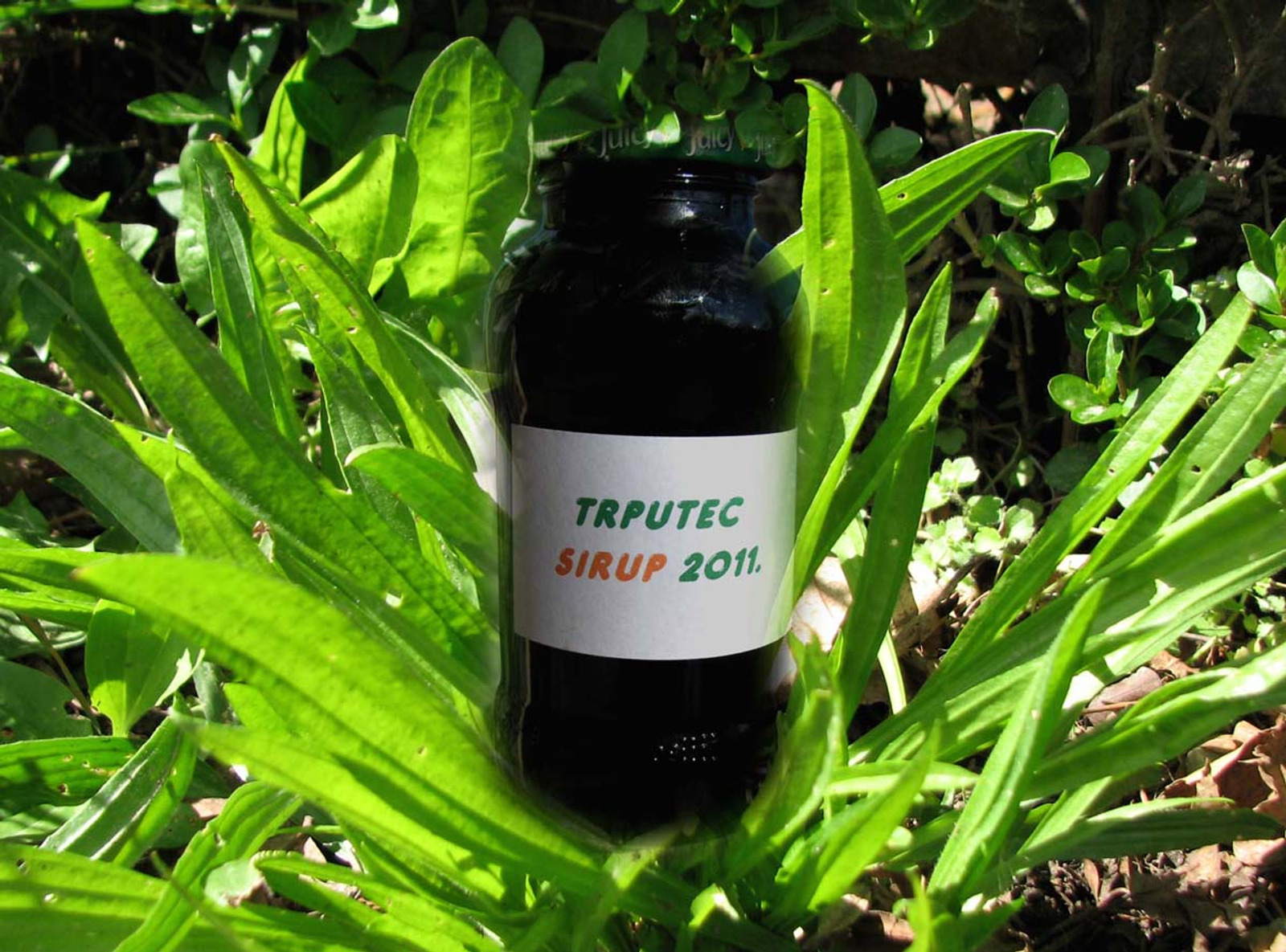 Trputec (bokvica) sirup