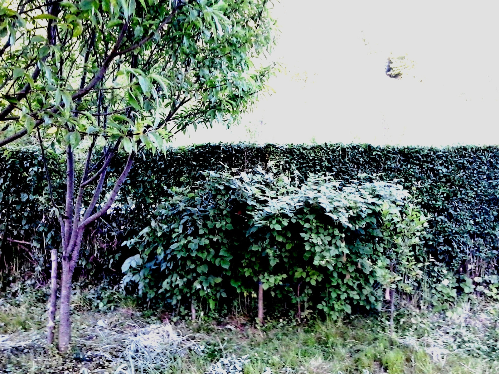 Maline u vrtu