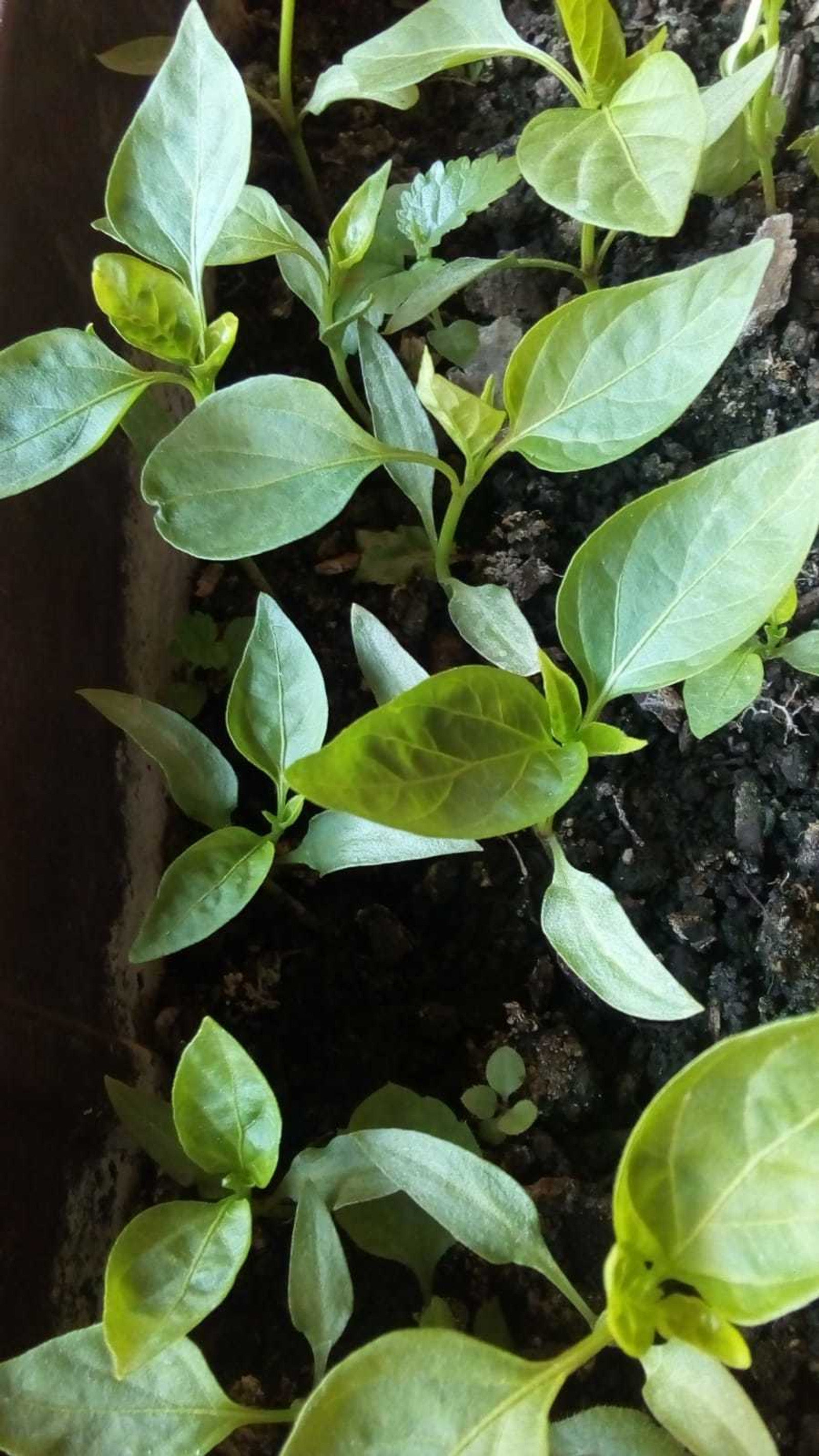 Podravka Paprika