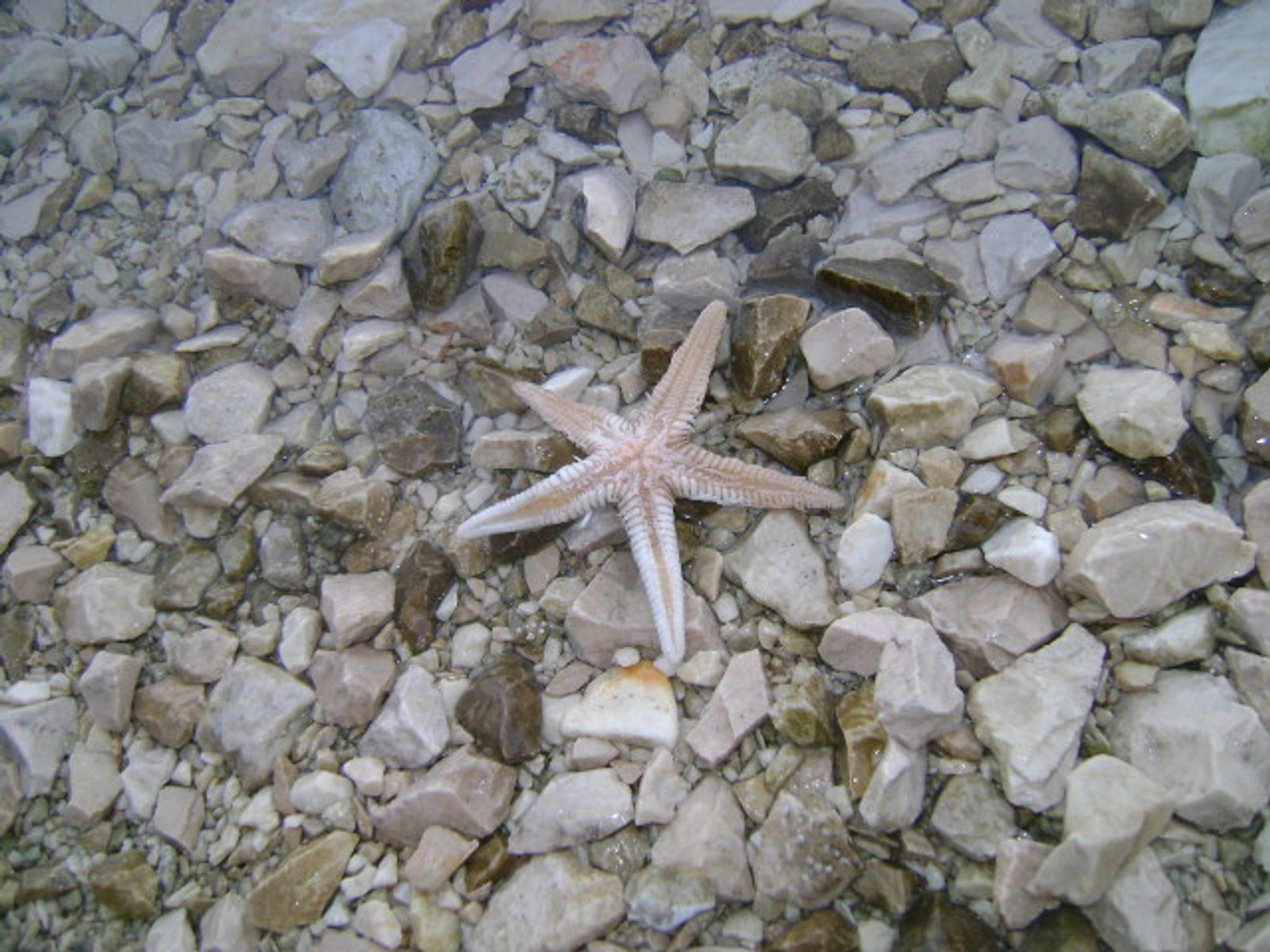 Image 570389 (auto)