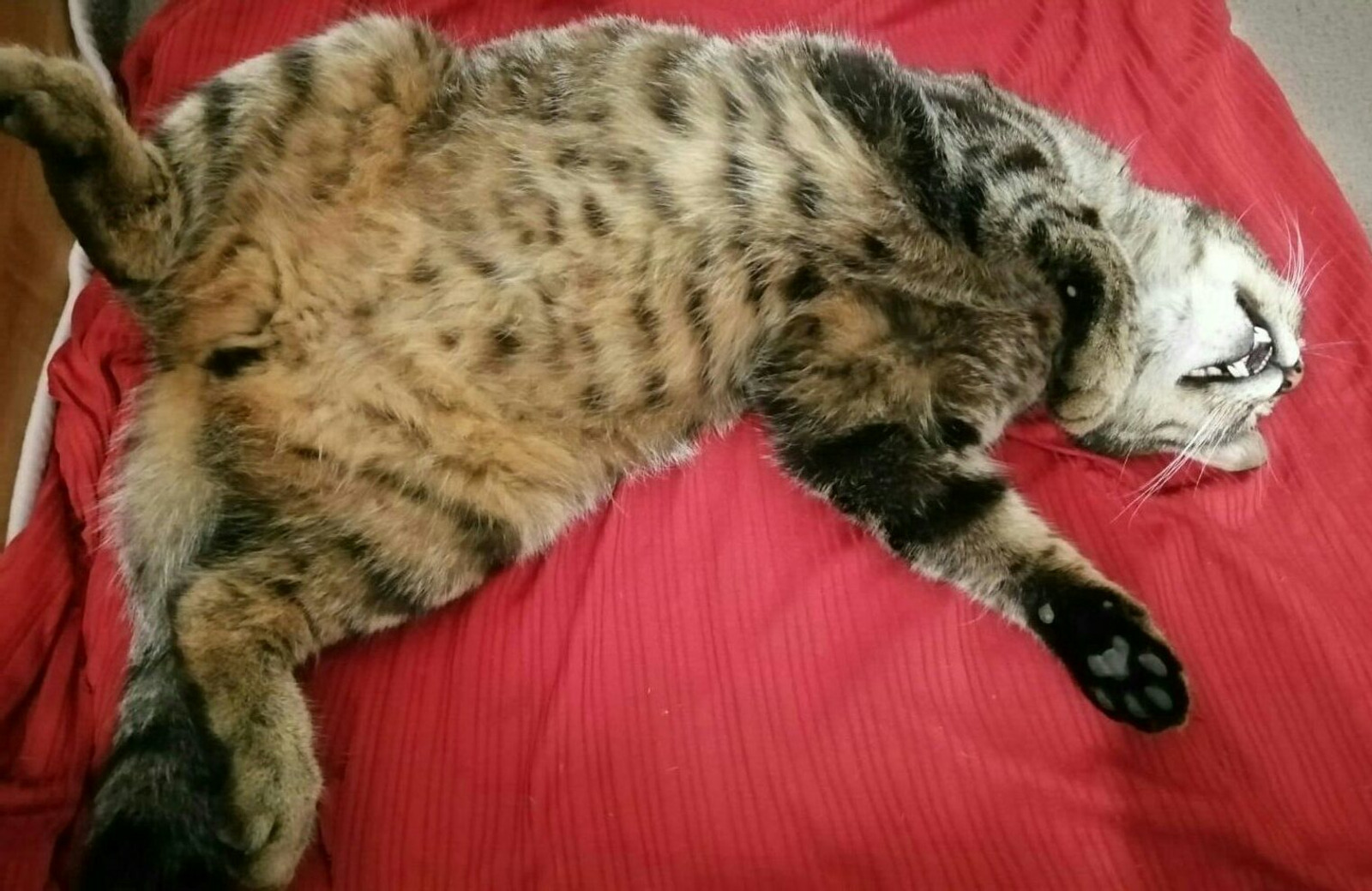 Leo