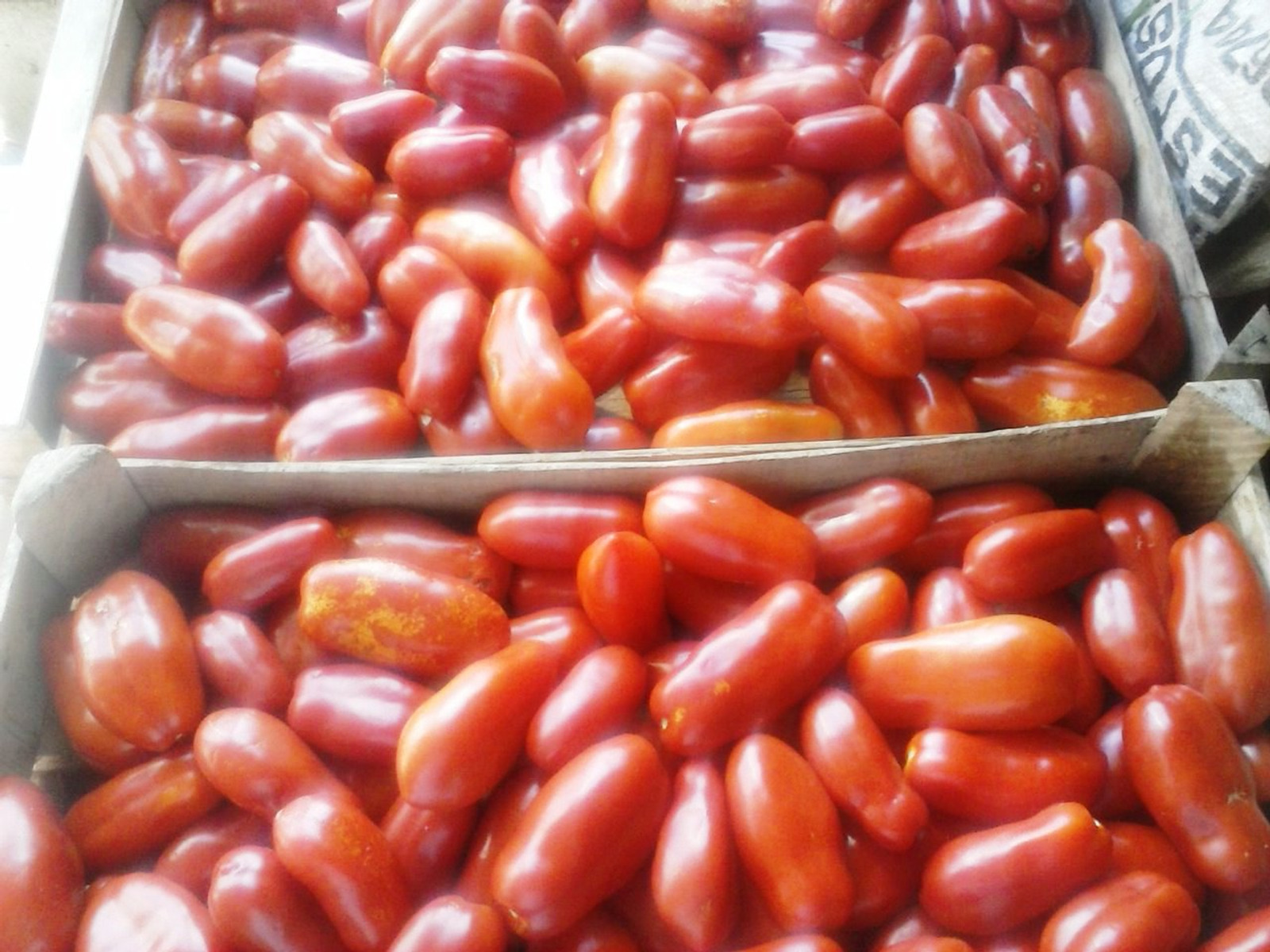 Šljivar San Marzano 2