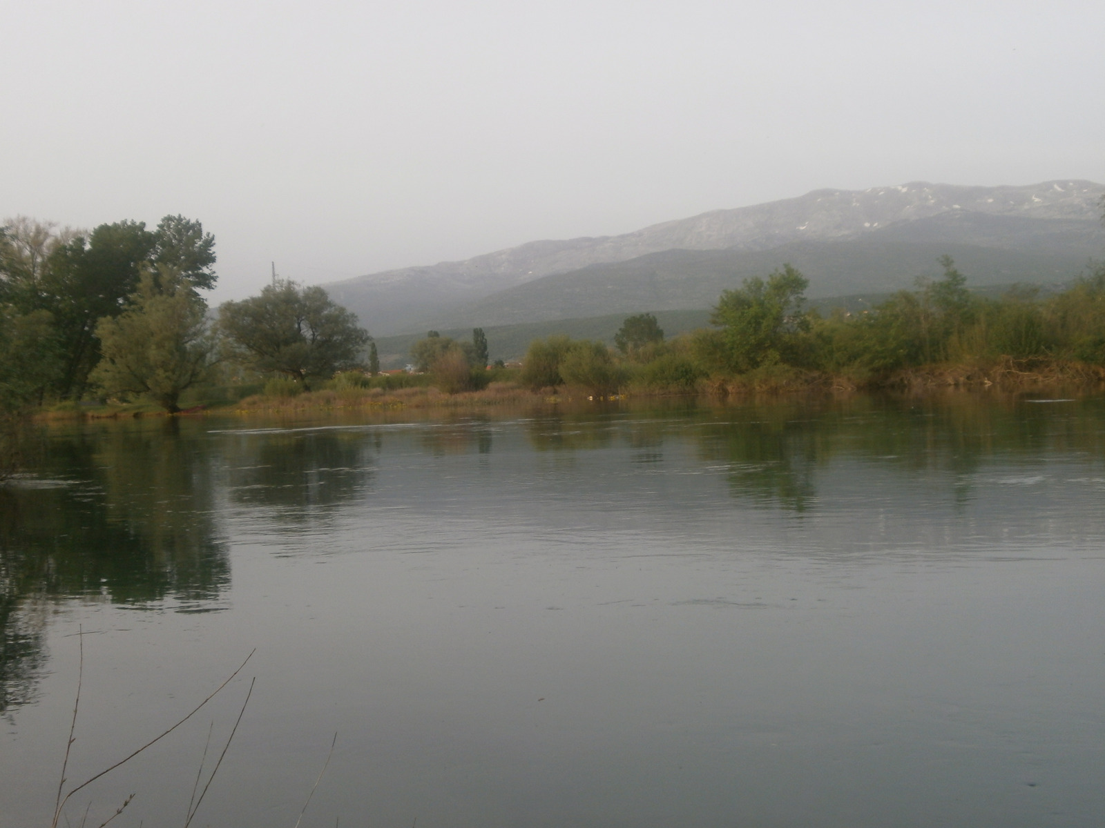 dok cetina teče