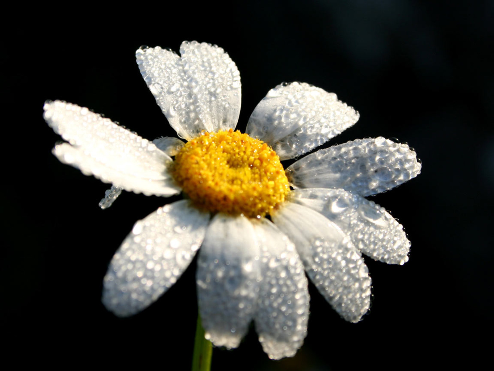 Image 4732 (auto)