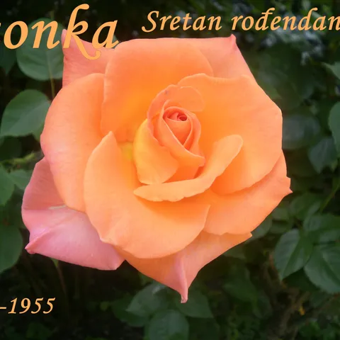 ttonka!!! Sretan ti rođendan!!!