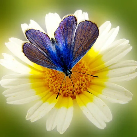 MMariposa