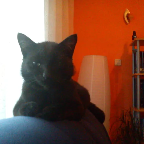 Kusto