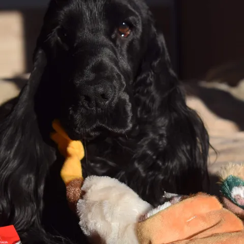 cora