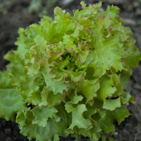 Salata Ljubljanska ledenka