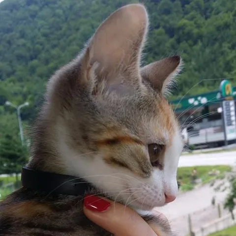 nanetova