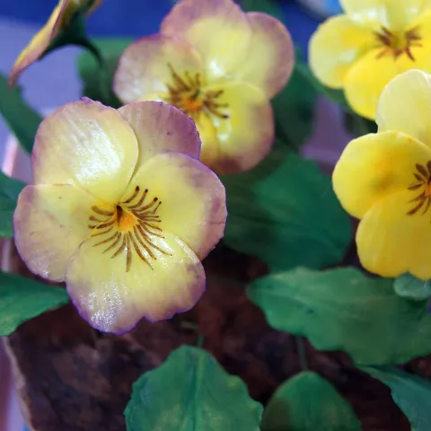 gumpaste viola flowers
