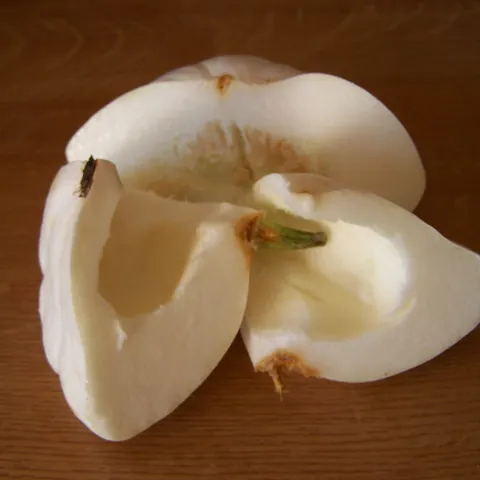 lažna goveđa juha
