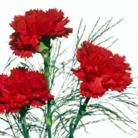 celestinas