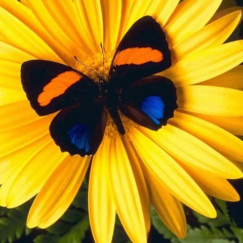 Loreta63