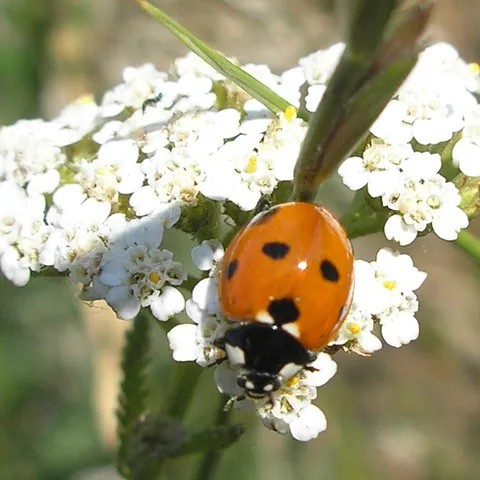 Coccinella