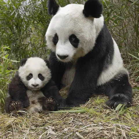 panda89