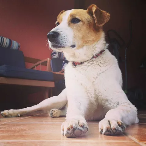 Lucy