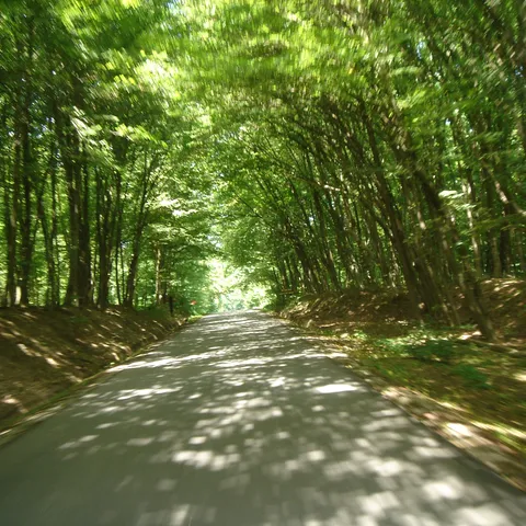 Šuma